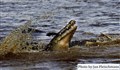 Jan Fleischmann 8549  Nile crocodile feeding Mara.jpg