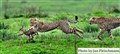 ej 40x30- 9314 cheetah captures gasell Mara JF.jpg