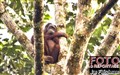 0991 orangutan female Deramakot JF.jpg