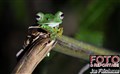 1365 flying frog Deramakot JF.jpg