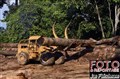 1856 logging Deramakot JF.jpg