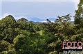 1902 forest view Deramakot JF.jpg