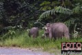 1980 Borneo mini elephants Deramakot JF.jpg