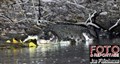 3071 saltie croc JF.jpg