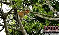 3221 proboscis monkey JF.jpg