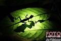 3278 lizard jungle walk JF.jpg