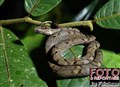 3306 baby python jungle walk JF.jpg