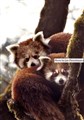 5796 red panda Nepal JF_00001.jpg