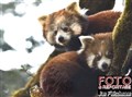 5836 red panda Nepal JF_00001.jpg