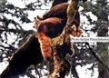 5851 red panda Nepal JF.jpg