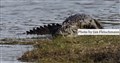 6355 mugger croc JF_00001.jpg