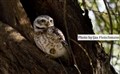 6409 an owl in Jawai JF_00001.jpg