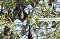 6415 flying dogs in Jawai JF_00001.jpg