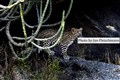 6783 Lakshmis cub JF_00001.jpg