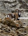 7455 Ladakh Urial male JF_00001.jpg