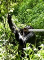 2- Eastern lowland gorilla JF3.jpg