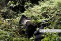 5701 gorillas in K Biega JF.jpg