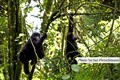 5921 gorillas play JF.jpg