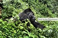 Eastern lowland gorilla JF1.jpg
