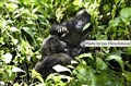 Eastern lowland gorilla JF2.jpg