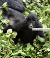 gorillas 2st.jpg