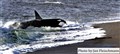 3568 orca attacks.jpg
