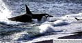 3572 orca male attacks sea lion cub.jpg