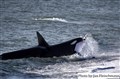 3665 orca male attacks sea lion cub JF.jpg