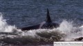 3881 orca chases the sea lion cub JF.jpg