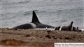 3973 orcas y leones marinos JF.jpg