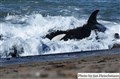 4105 orca attack JF.jpg