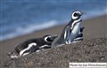 4457 Magellan penguins JF.jpg