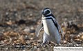 4548 Magellan penguin JF.jpg