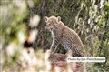 1677 leopard cub morning JF.jpg