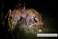 4128 leopard w impala JF.jpg