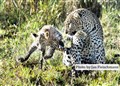 5829 leopard mother w cub JF.jpg