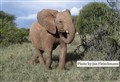 8902 elefant Laikipia JF.jpg