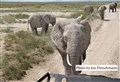 9305 elephants Amboseli JF.jpg