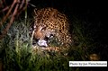 4157 leopard w impala JF.jpg