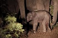 0261 nightsafari young elephant_JF.jpg