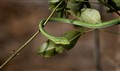 9200 green wine snake-JF.jpg