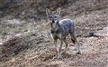 9659 golden jackal_JF.jpg