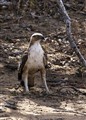 9683 crested hawk_JF.jpg