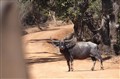 9760 water buffalo_JF.jpg