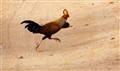 9939 djunglefowl_JF.jpg