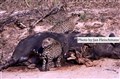 4011 jaguarer vid buffelkadaver JF.jpg