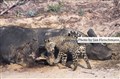 4212 jaguarunge vid buffelkadaver JF.jpg