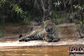 5236 the jaguar male on the beach JF.jpg