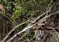 8693 jaguar hunts howlermonkey_ JF1.jpg