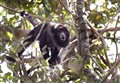 9839 howler monkey_JF1.jpg